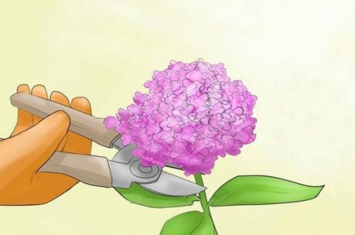 Гортензия в домашних условиях: тонкости размножения и ухода, лучшие сорта. 05