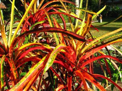 Кротон (кодиеум.  Особенности ухода в домашних условиях. 07