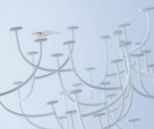 Дизайнерские аквариумы Haruka Misawa. 09