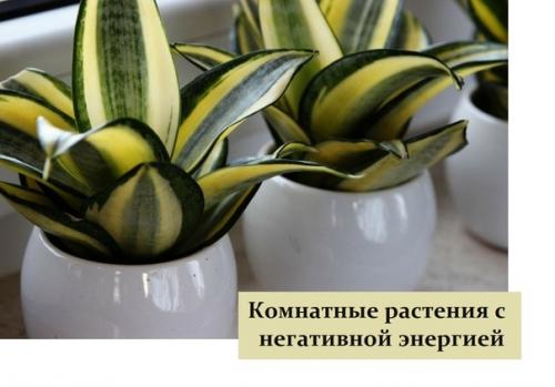 Комнатные растения с негативной энергией.