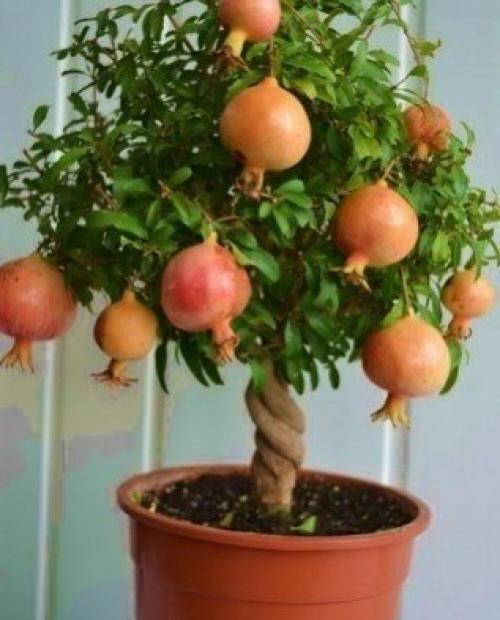 Как вырастить гранат из косточки? 03