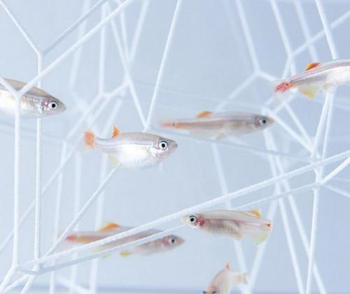 Дизайнерские аквариумы Haruka Misawa. 06