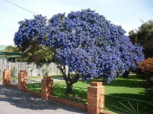 Цеанотус - очарование сада.