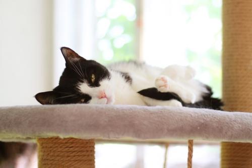 Рози не хочет быть домашней кошкой! 02