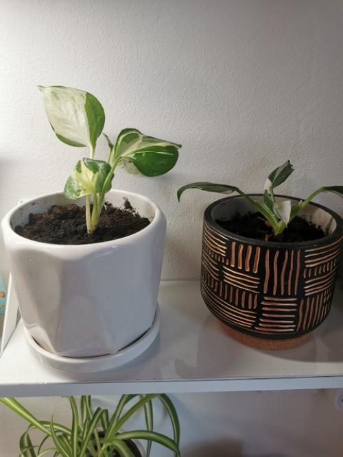 Хочу рассказать о книге Хилтона картера Как Превратить Свой дом в Зеленый рай. 08