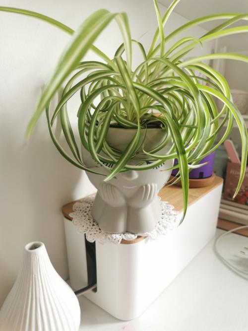 Хочу рассказать о книге Хилтона картера Как Превратить Свой дом в Зеленый рай. 02