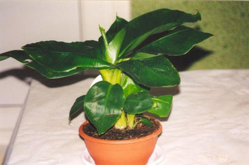 Мы выращиваем банан дома? 03