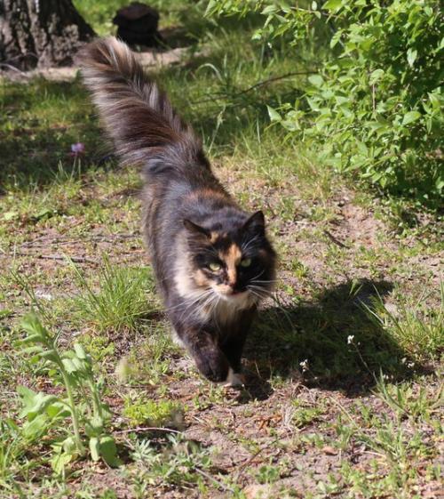 Срочно ищет постоянный дом (или передержку! 05