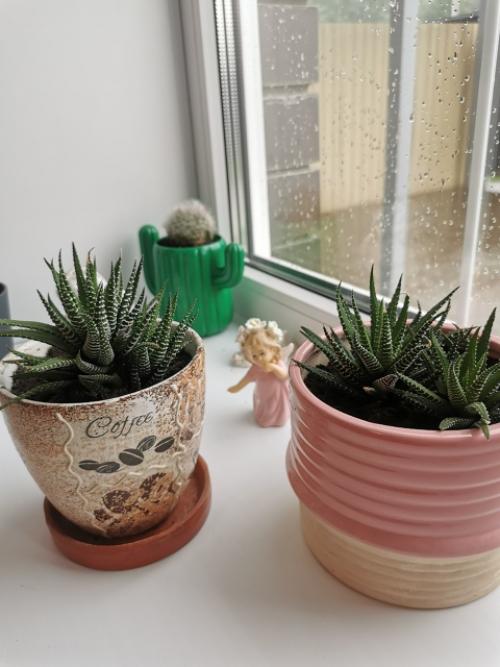 Хочу рассказать о книге Хилтона картера Как Превратить Свой дом в Зеленый рай. 07