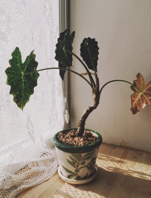 Про деревянные подоконники. 04 Про деревянные подоконники. 04