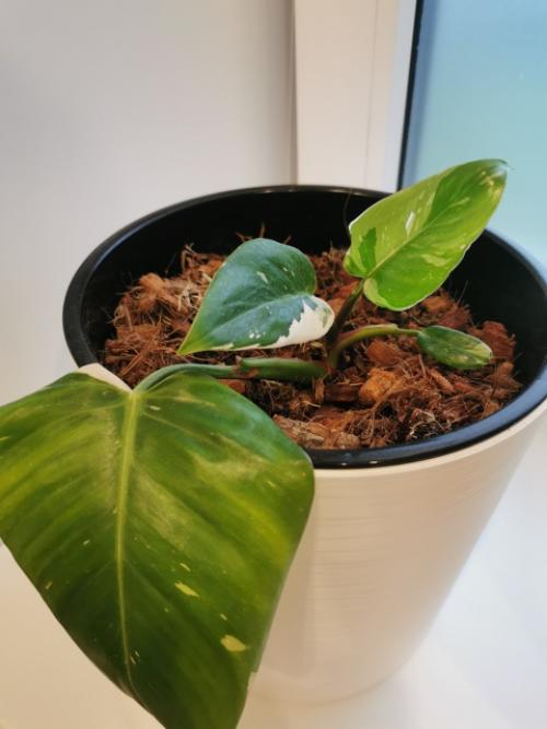 Хочу рассказать о книге Хилтона картера Как Превратить Свой дом в Зеленый рай. 04