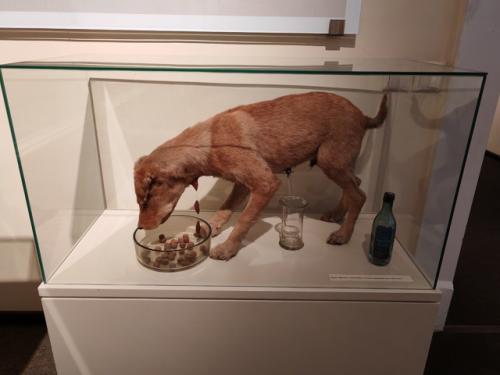 Ещё один интересный музей, который я посетил в Рязани, дом музей академика Павлова. 06