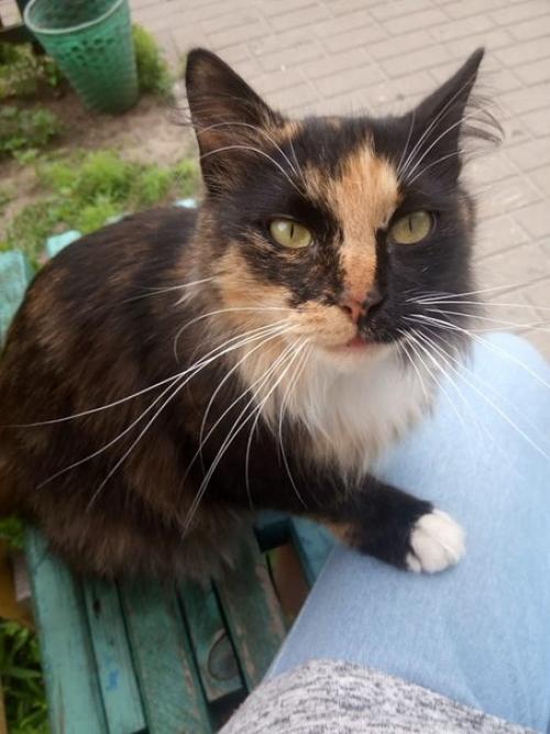 Срочно ищет постоянный дом (или передержку! 01