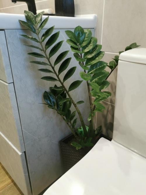 Хочу рассказать о книге Хилтона картера Как Превратить Свой дом в Зеленый рай. 06