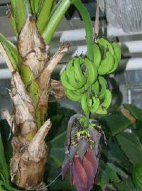 Мы выращиваем банан дома? 01