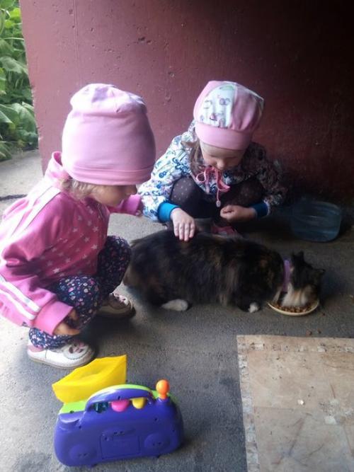 Срочно ищет постоянный дом (или передержку! 04