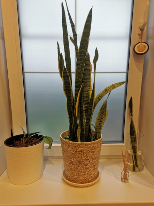 Хочу рассказать о книге Хилтона картера Как Превратить Свой дом в Зеленый рай. 03