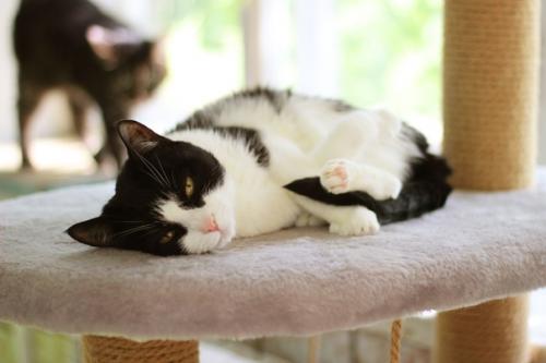 Рози не хочет быть домашней кошкой! 01