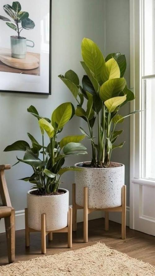 Растения в интерьере - это не просто элемент декора, а источник особой атмосферы в нашем доме. 01