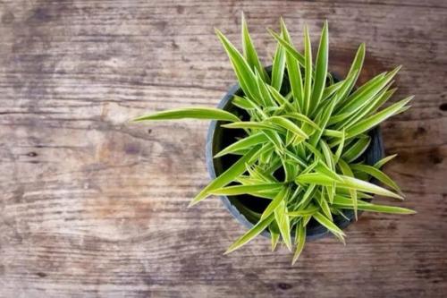 - Одно из самых неприхотливых растений в доме, которые часто прощают начинающим или очень занятым цветоводам многие промахи в уходе. 07