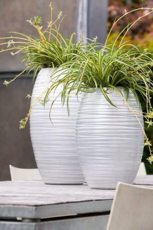 - Одно из самых неприхотливых растений в доме, которые часто прощают начинающим или очень занятым цветоводам многие промахи в уходе. 06