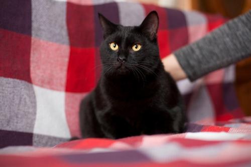 Несколько причин, которые могут помочь решиться взять домой черного кота: 03