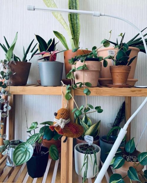 Иметь стильный зелёный уголок в городской квартире этот так здорово и так свежо! 03