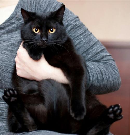 Несколько причин, которые могут помочь решиться взять домой черного кота: 02