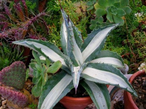 Комнатная агава - фаворитка среди суккулентов. 01