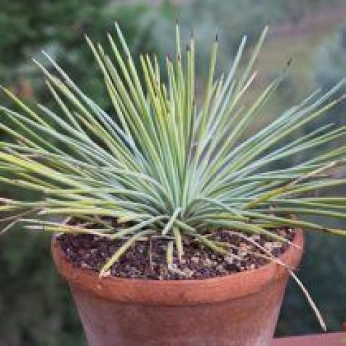 Комнатная агава - фаворитка среди суккулентов. 05