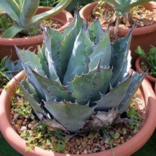 Комнатная агава - фаворитка среди суккулентов. 06