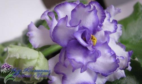 Фиалка узамбарская.  Сенполия (фиалка) - одно из самых популярных цветущих комнатных растений. 04