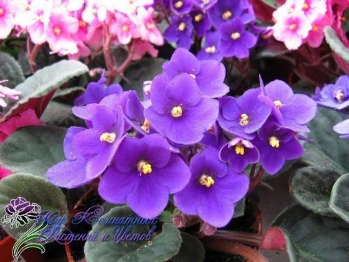 Фиалка узамбарская.  Сенполия (фиалка) - одно из самых популярных цветущих комнатных растений. 03