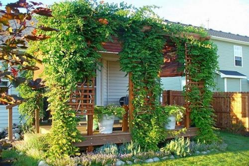 В последнее время вертикальное озеленение большое распространение получило. 06