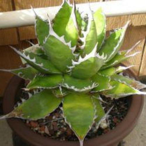 Комнатная агава - фаворитка среди суккулентов. 07