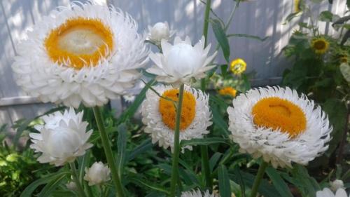 Застывшая музыка.  Сухоцветы. 04