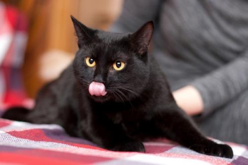 Несколько причин, которые могут помочь решиться взять домой черного кота: 01