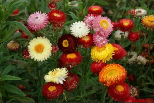 Застывшая музыка.  Сухоцветы. 06