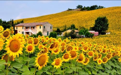 Подсолнечник по фэн - ШУЮ. 01