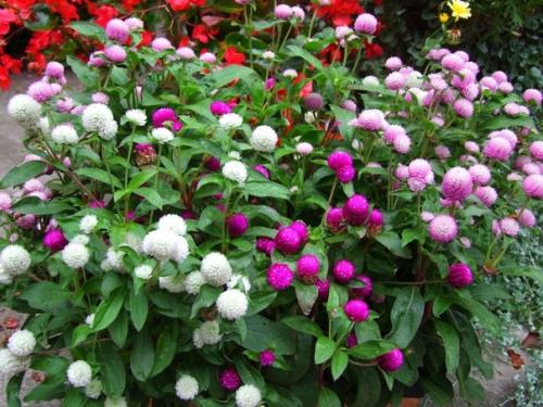 Застывшая музыка.  Сухоцветы. 07