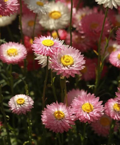 Застывшая музыка.  Сухоцветы. 02