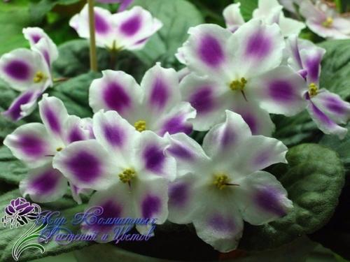 Фиалка узамбарская.  Сенполия (фиалка) - одно из самых популярных цветущих комнатных растений. 01