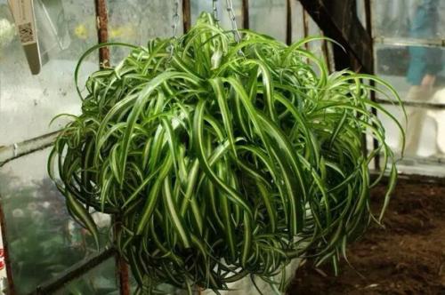 - Одно из самых неприхотливых растений в доме, которые часто прощают начинающим или очень занятым цветоводам многие промахи в уходе. 05