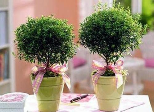 Мирт. Мирт ассоциируется у нас с ласковым южным солнцем и древнегреческими легендами. 01