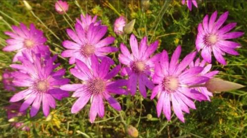 Застывшая музыка.  Сухоцветы. 05