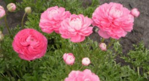 Сажать на даче садовые лютики: занятие доступное всем? 01