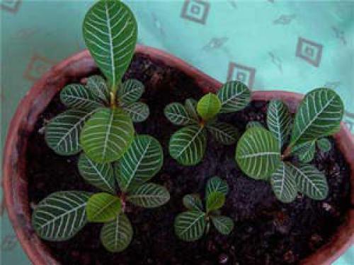 Комнатное растение молочай - уход, виды и некоторые нюансы? 07