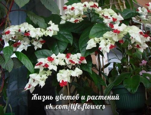 Клеродендрум или клеродендрон Дерево Судьбы или дерево счастья. 06