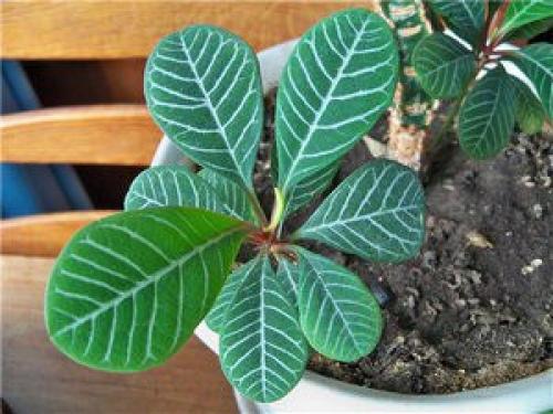 Комнатное растение молочай - уход, виды и некоторые нюансы? 01