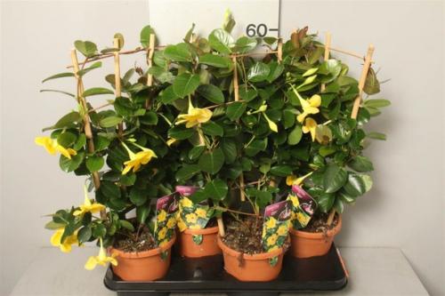 Цветущая лиана дипладения? 02